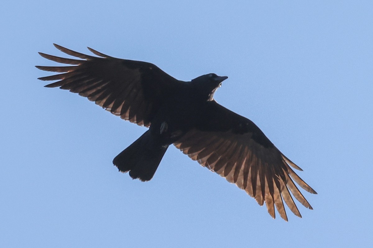 American Crow - ML270306161