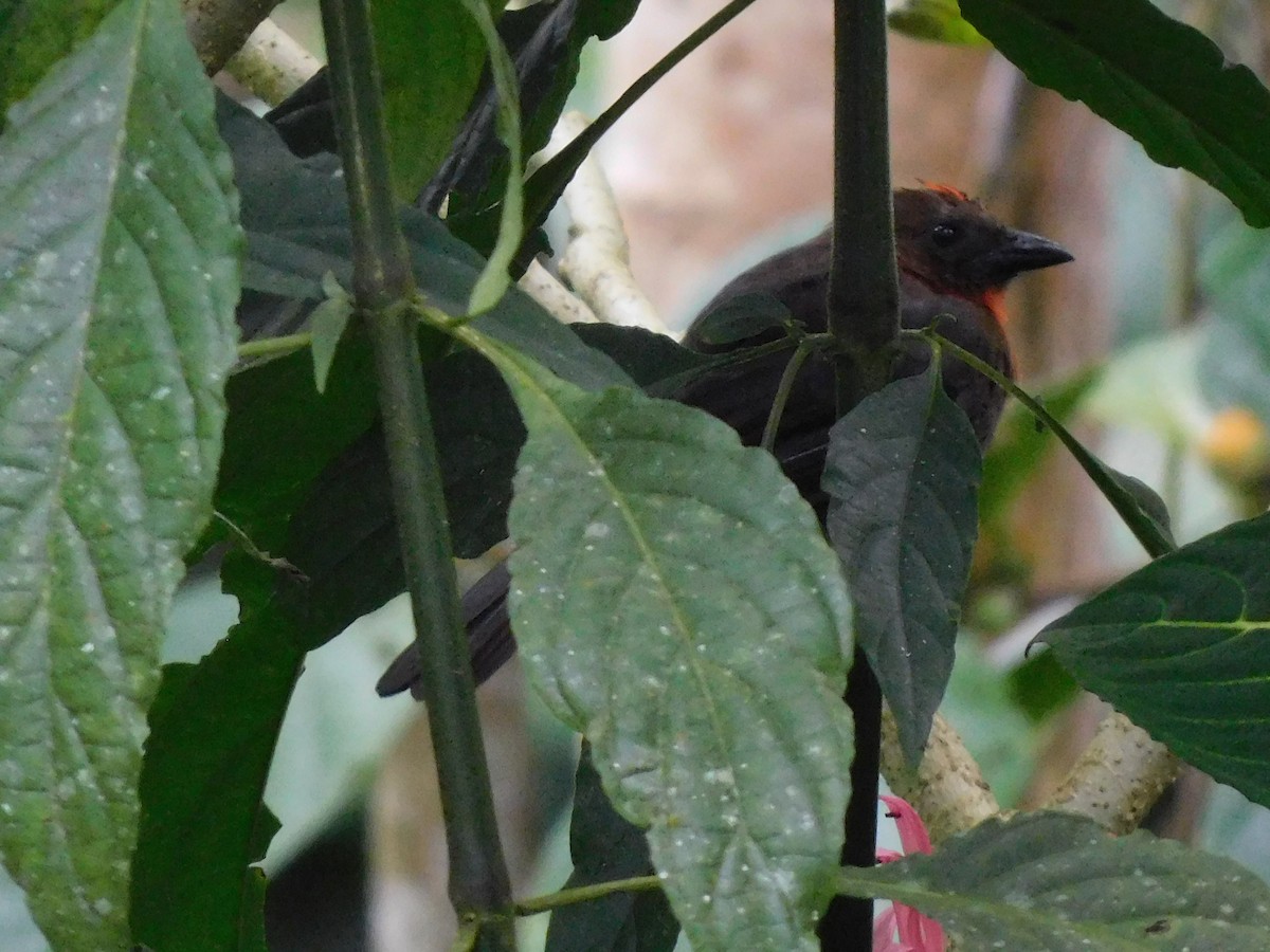 Red-throated Ant-Tanager - ML270306181