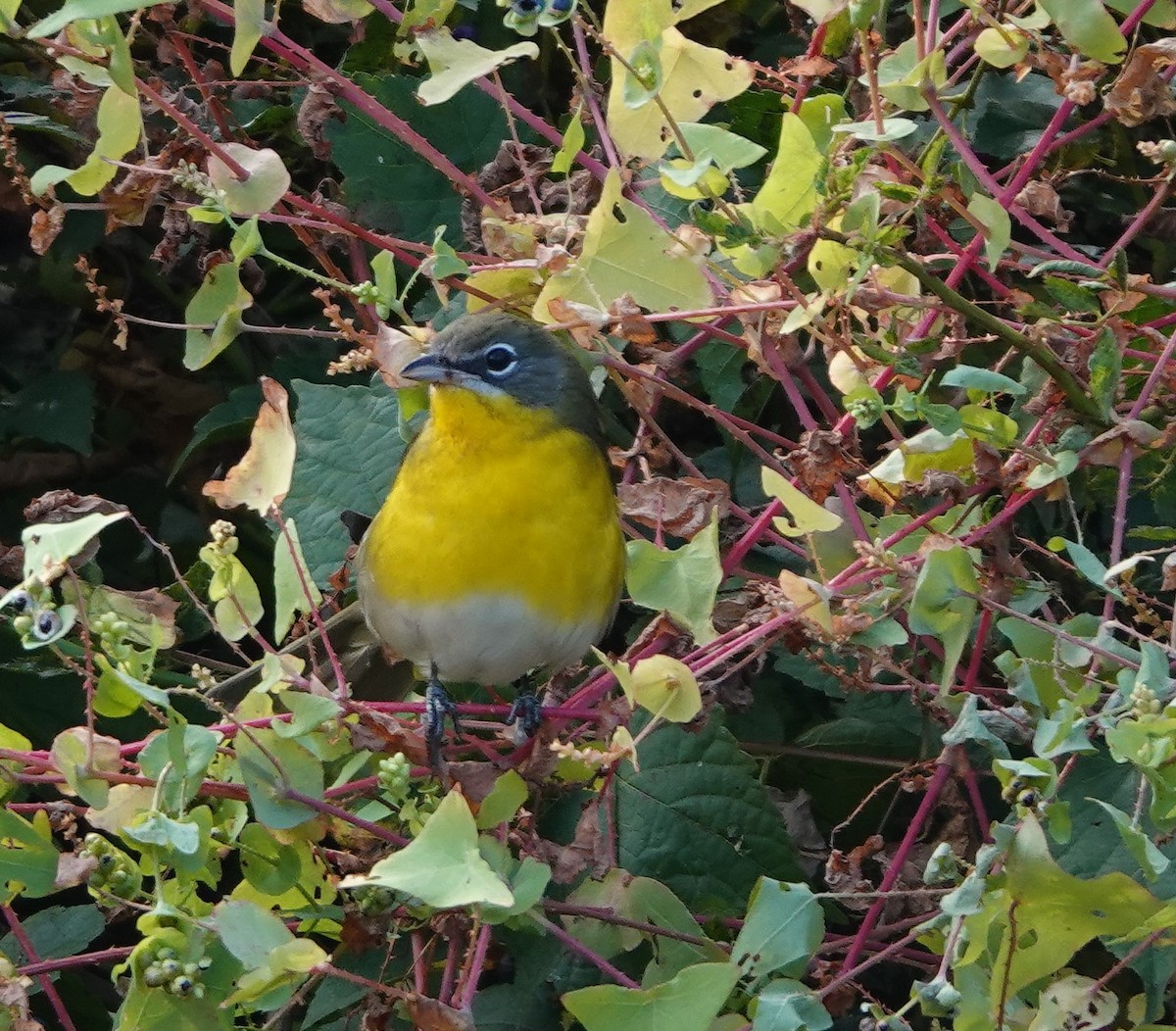 Yellow-breasted Chat - ML270309181