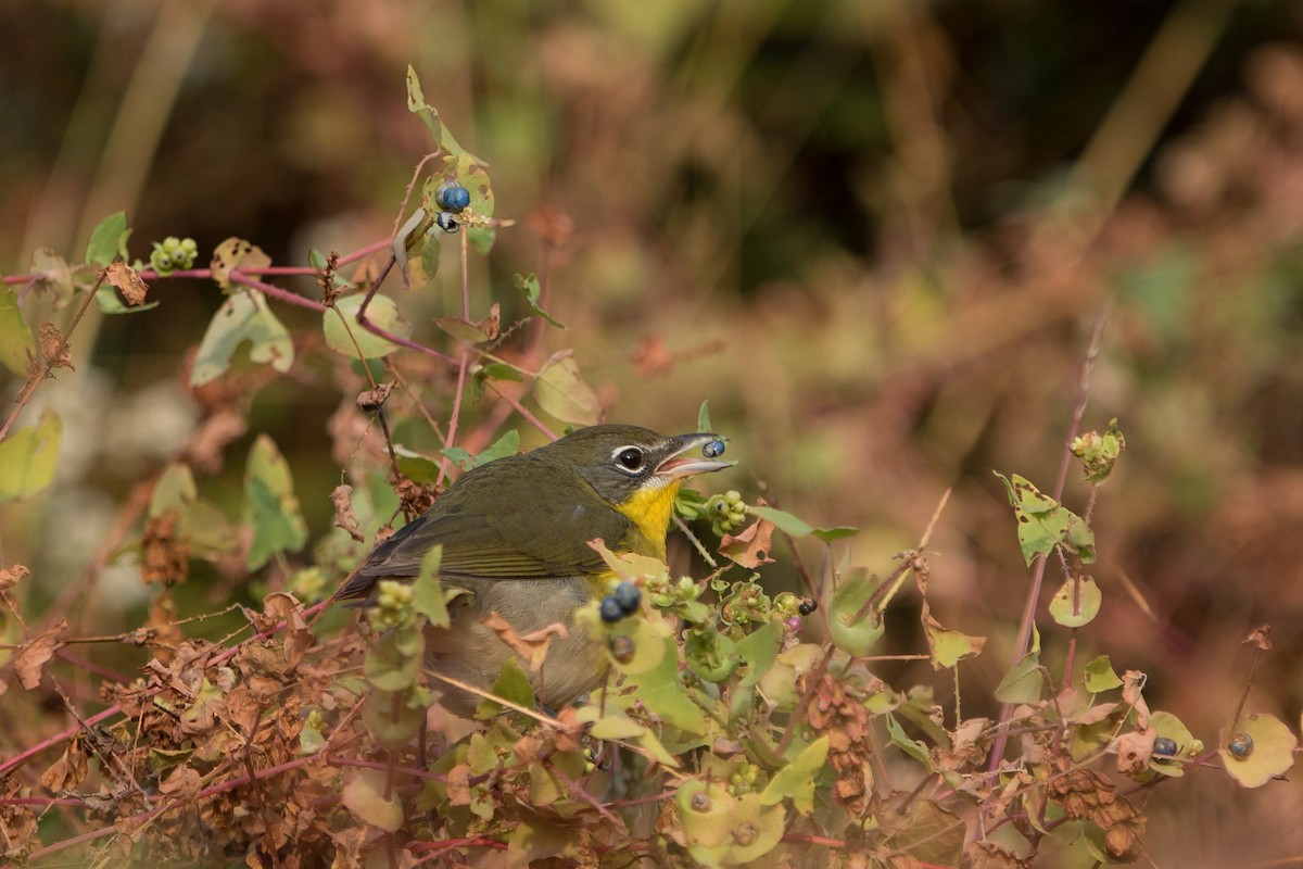 Yellow-breasted Chat - ML270314681