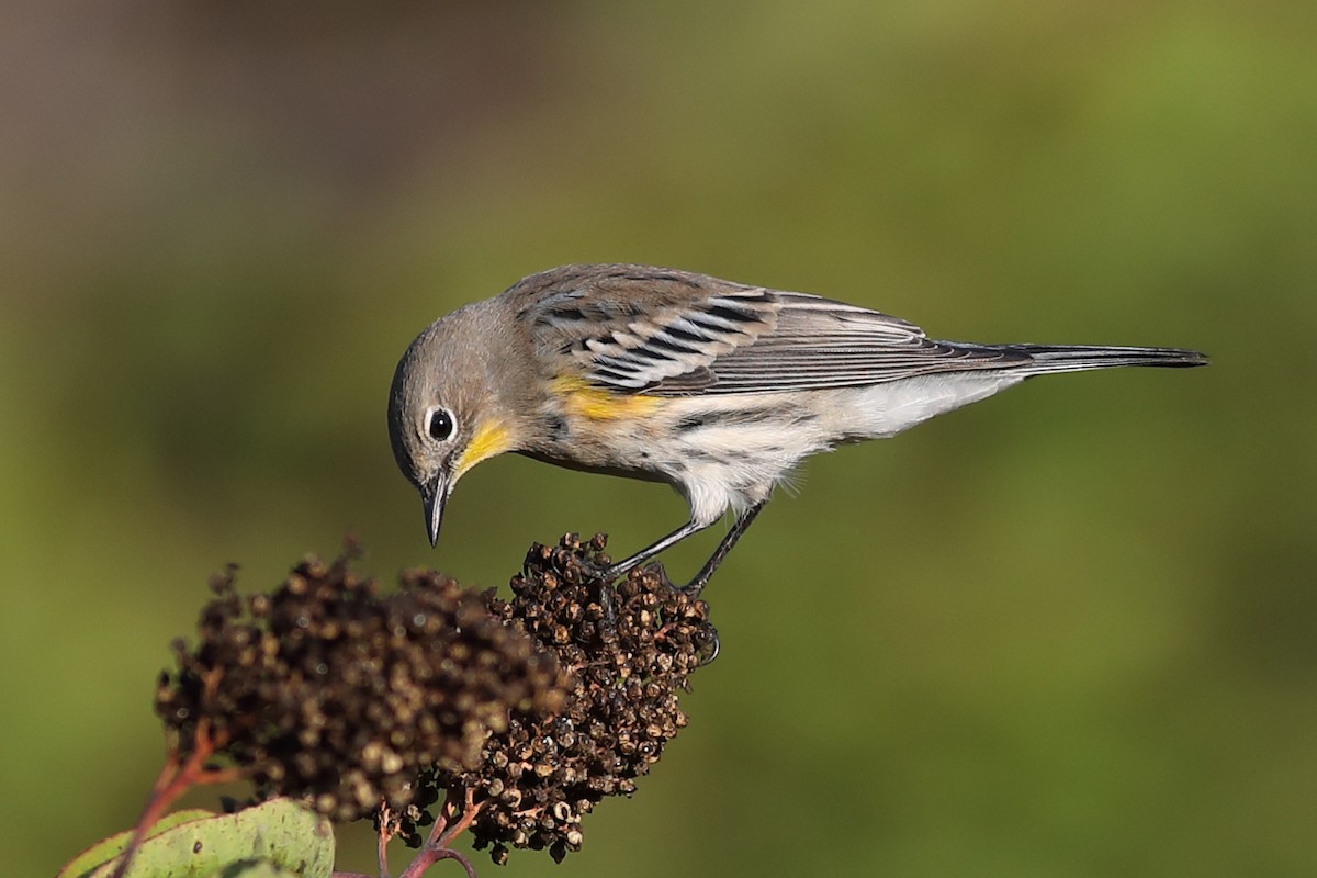 Yellow-rumped Warbler (Audubon's) - Graham Montgomery