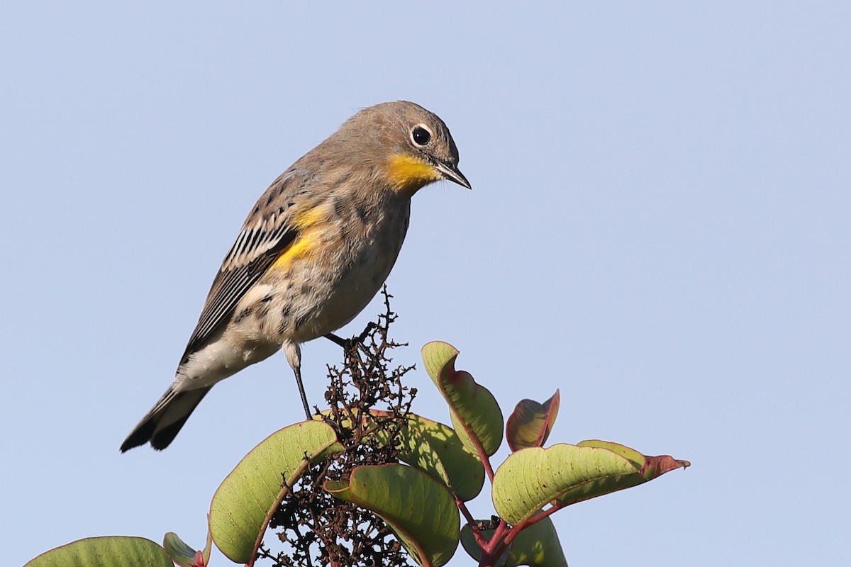 Yellow-rumped Warbler (Audubon's) - ML270319361