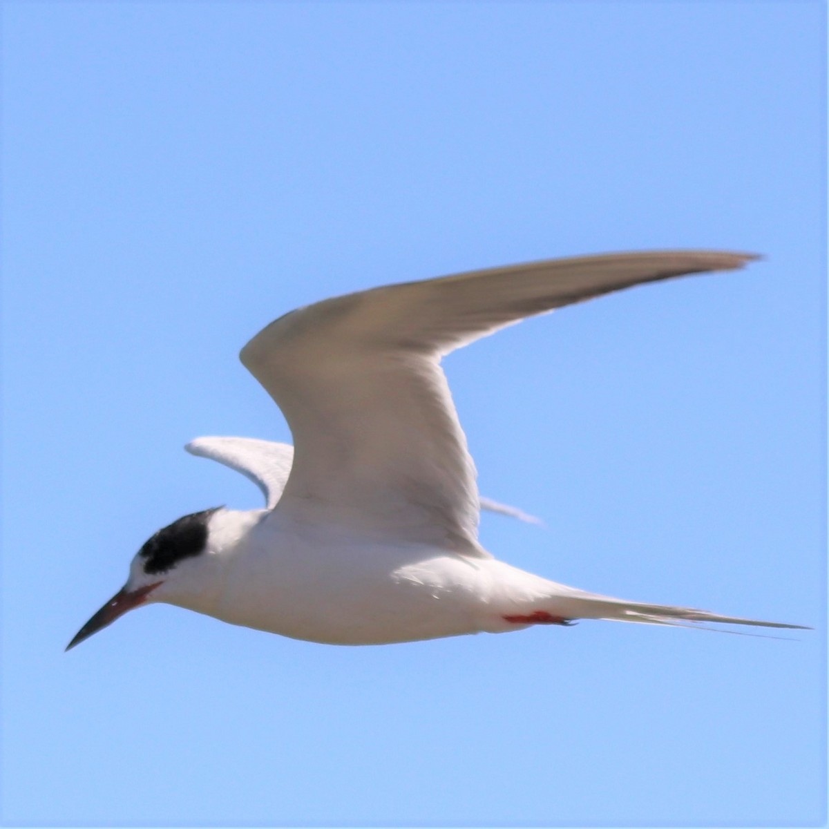Common Tern - ML270320911