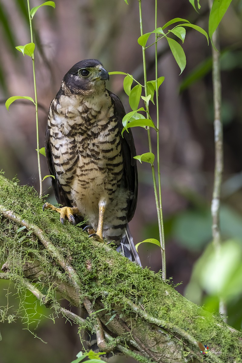 Collared Forest-Falcon - fernando Burgalin Sequeria
