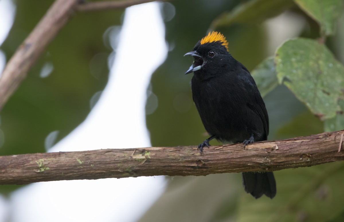 Tawny-crested Tanager - ML270326881