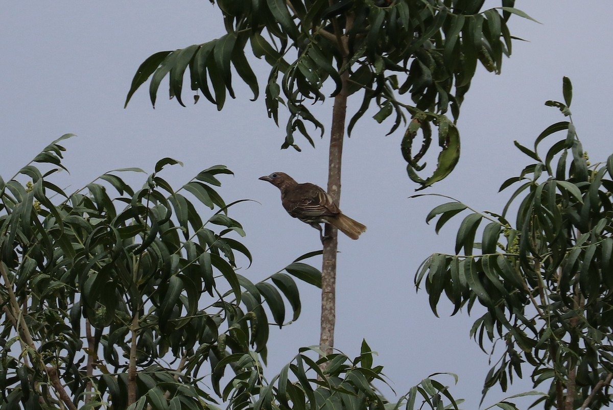 Australasian Figbird - ML270332691