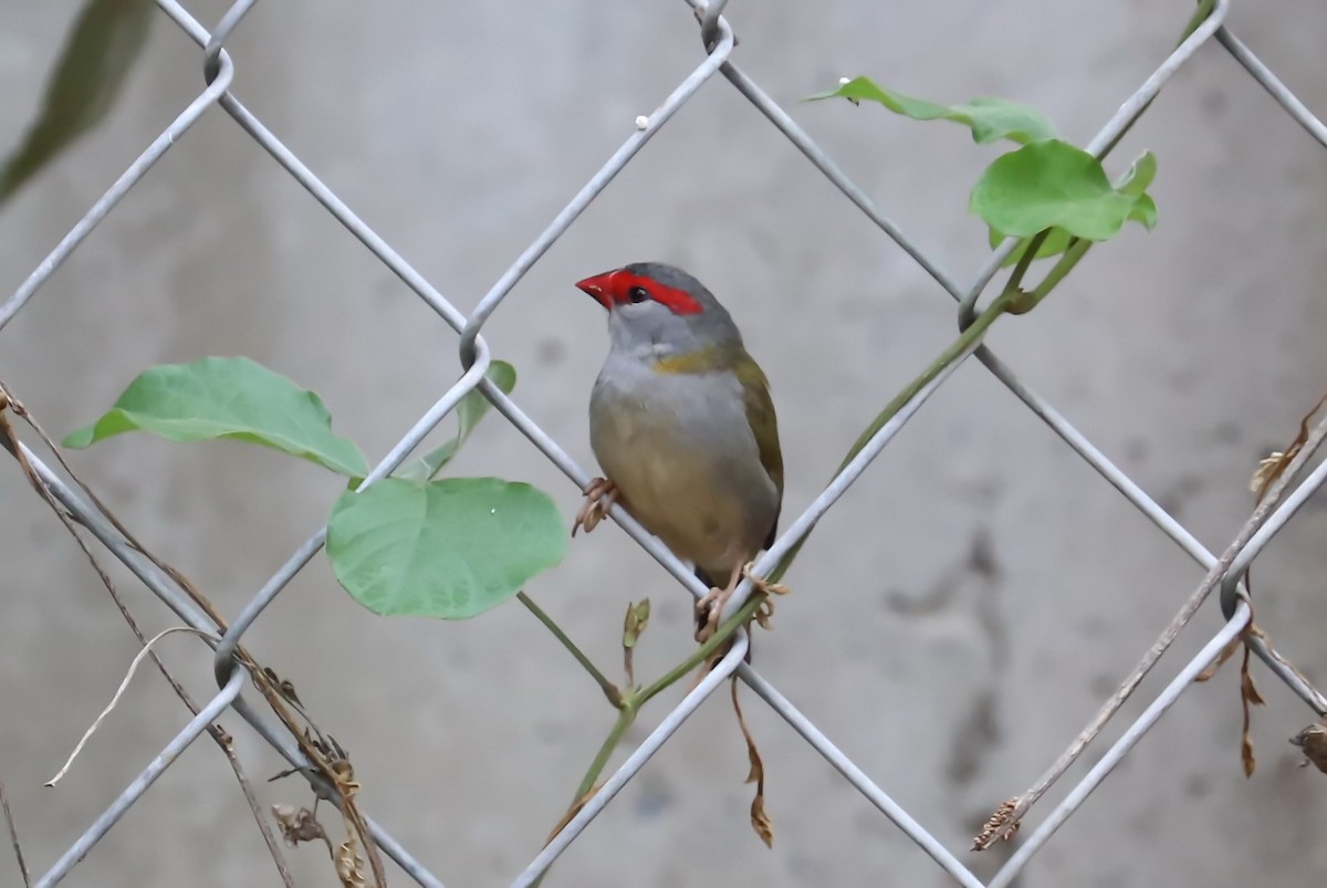 Red-browed Firetail - ML270332881