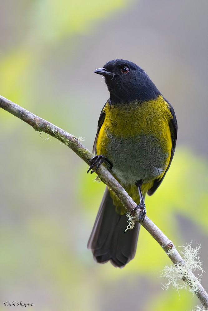 Black-and-yellow Silky-flycatcher - ML270336111