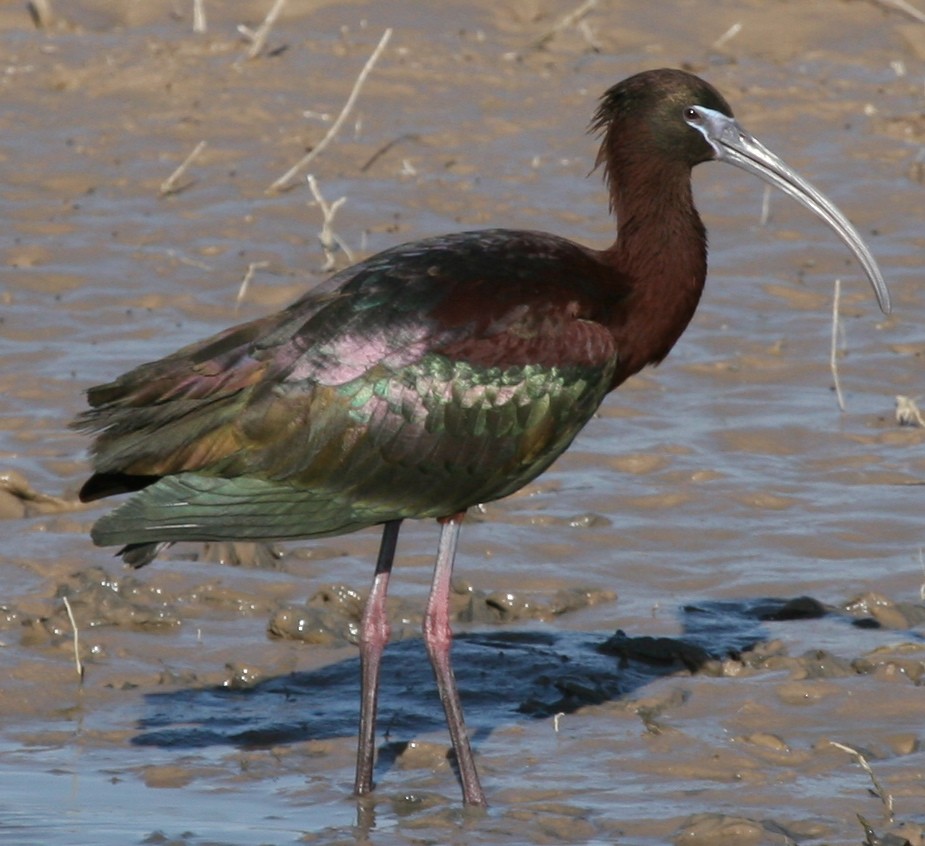 Glossy Ibis - Cole Wolf