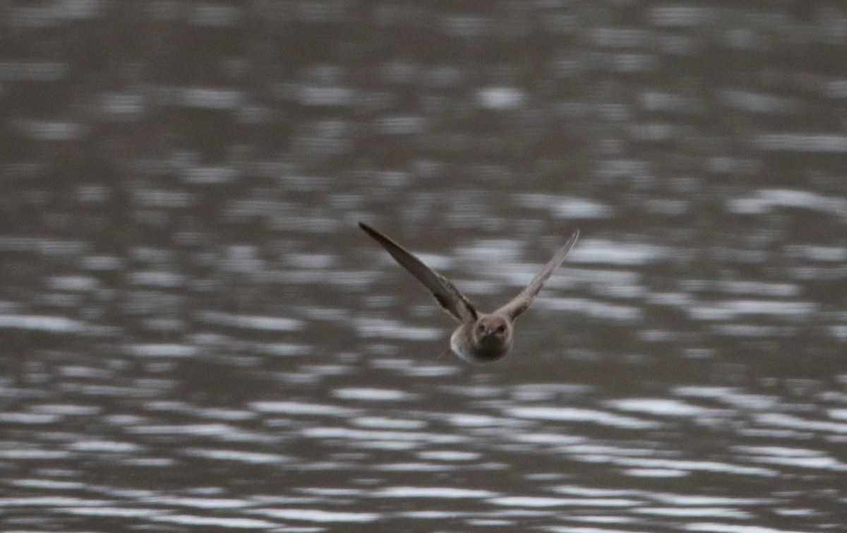 Northern Rough-winged Swallow - ML27033811