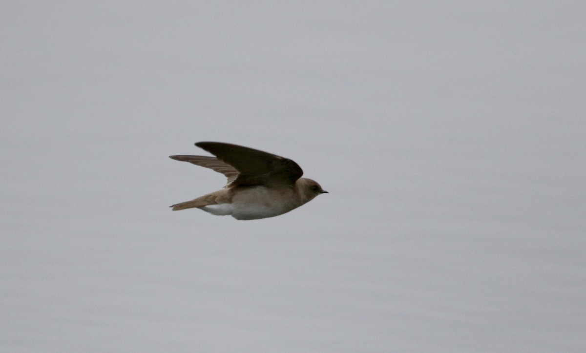 Northern Rough-winged Swallow - ML27033821