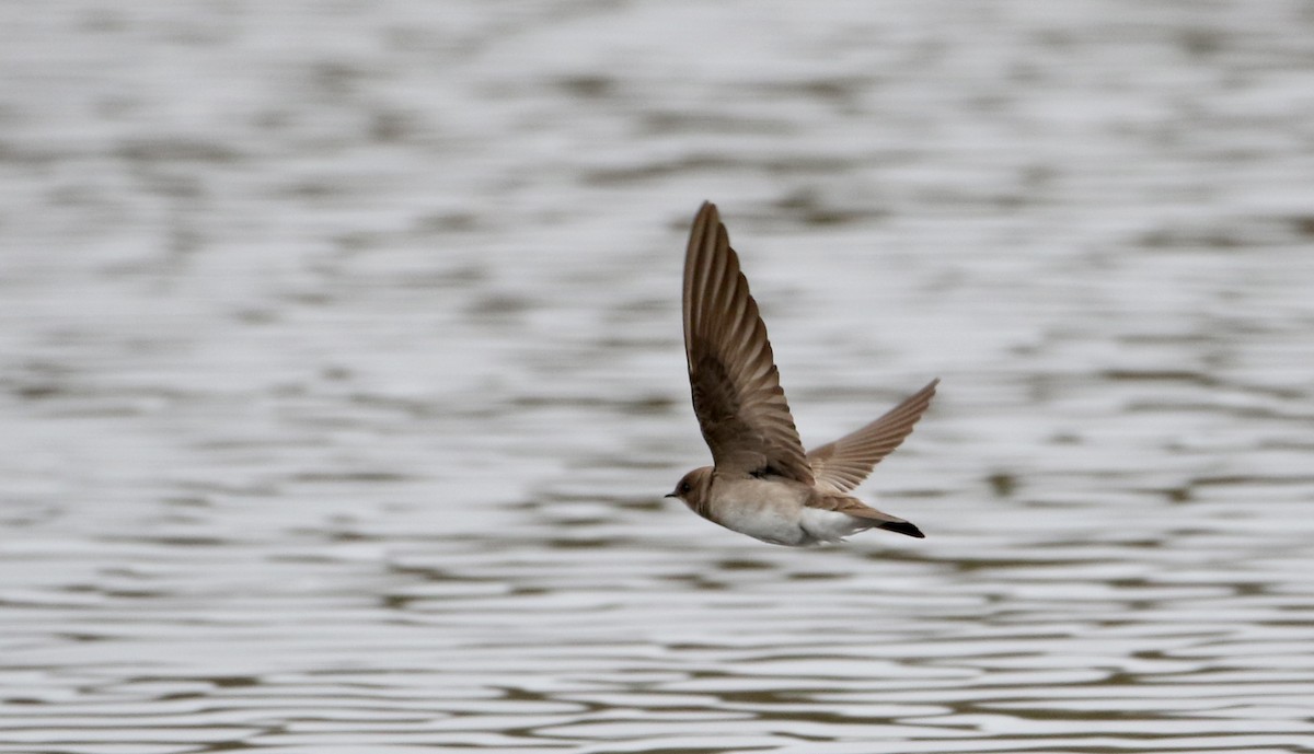 Northern Rough-winged Swallow - ML27033831