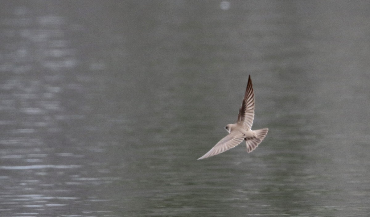 Northern Rough-winged Swallow - ML27033861