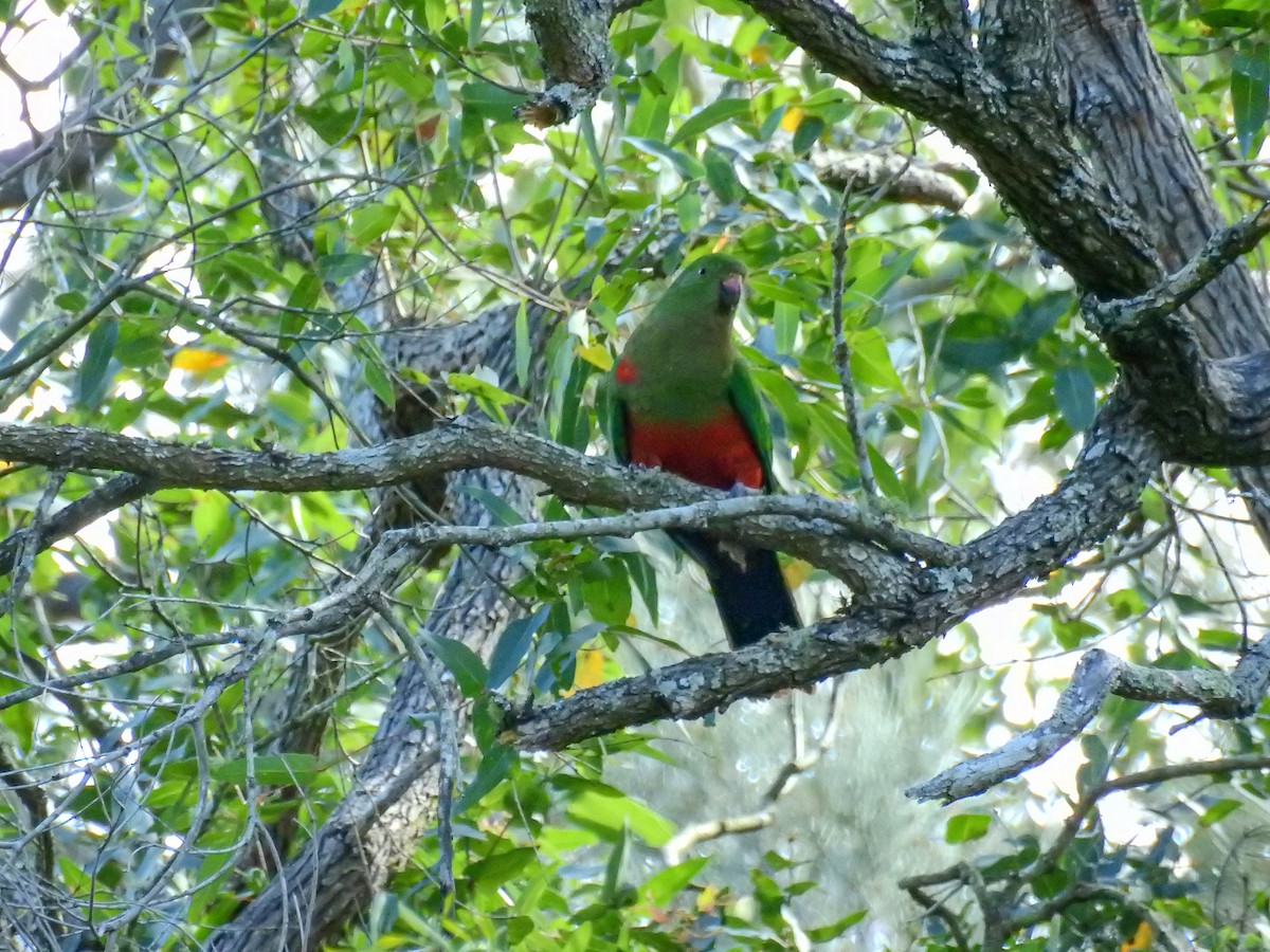Australian King-Parrot - ML270342021