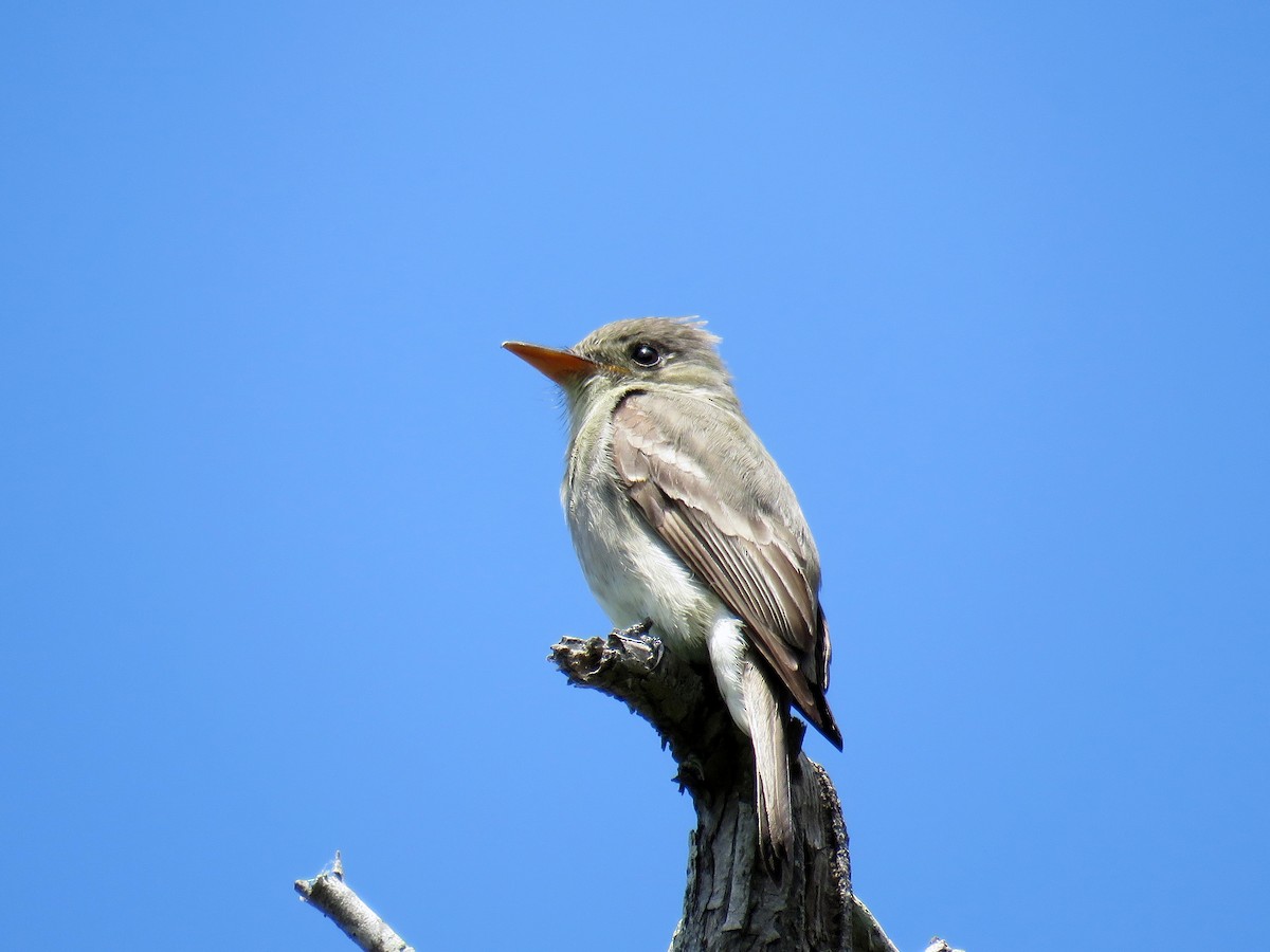 Greater Pewee - ML27034351