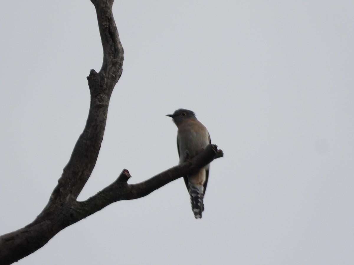 Fan-tailed Cuckoo - Jeffrey Crawley