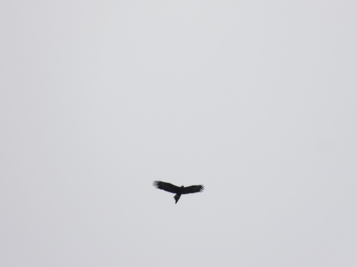 Wedge-tailed Eagle - Jeffrey Crawley