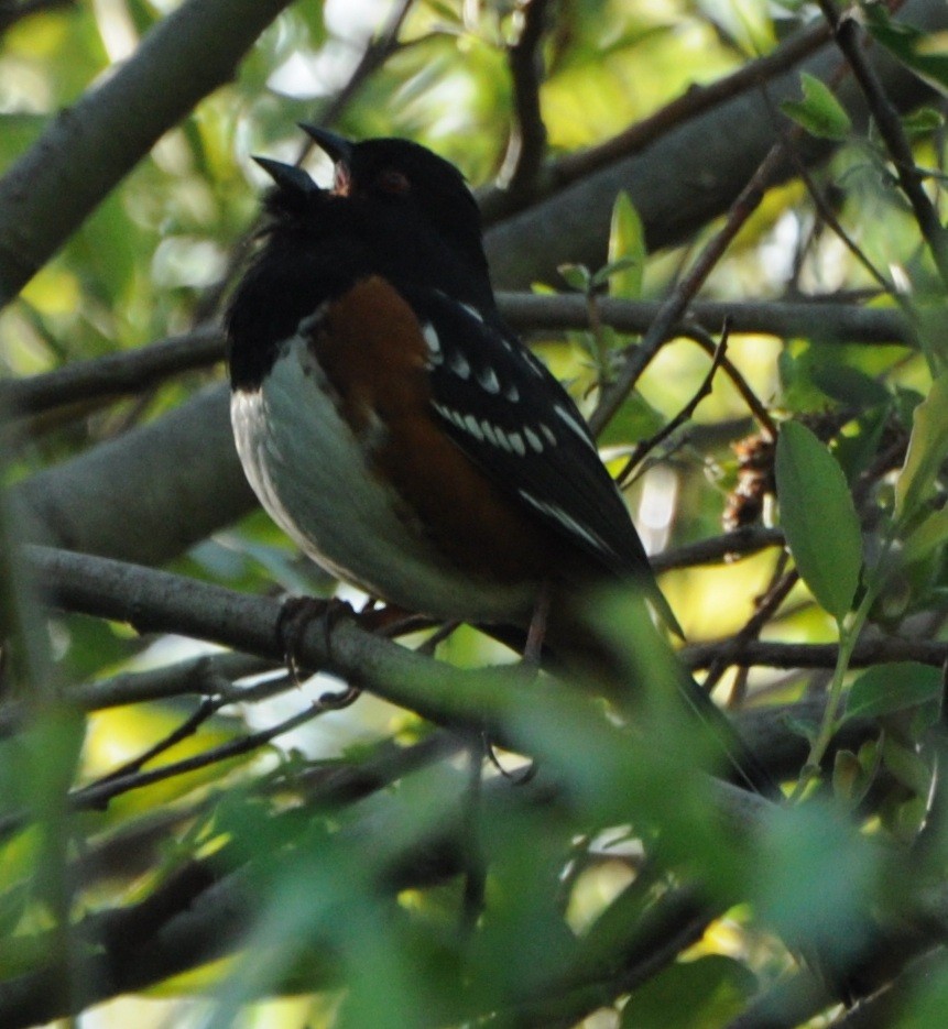 Spotted Towhee - Murray Berner