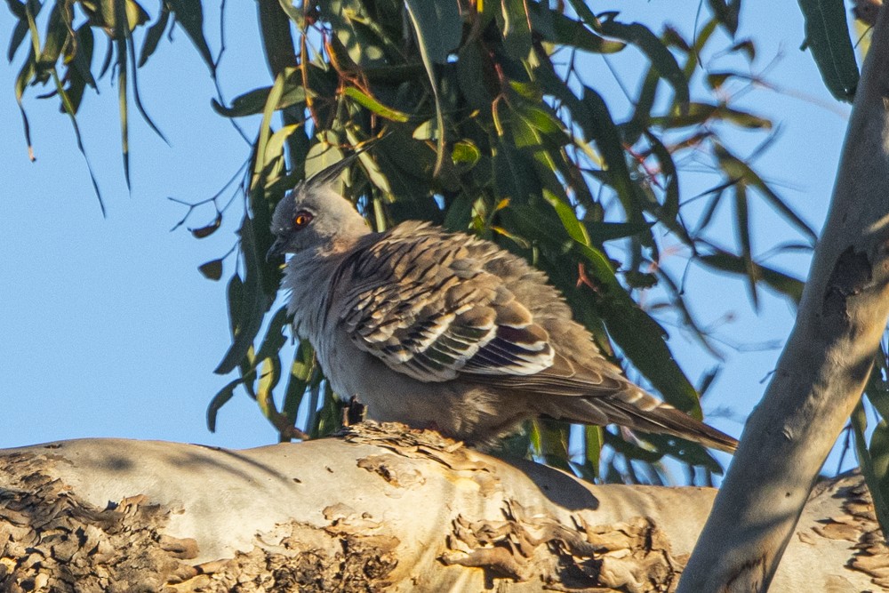 Crested Pigeon - ML270357851
