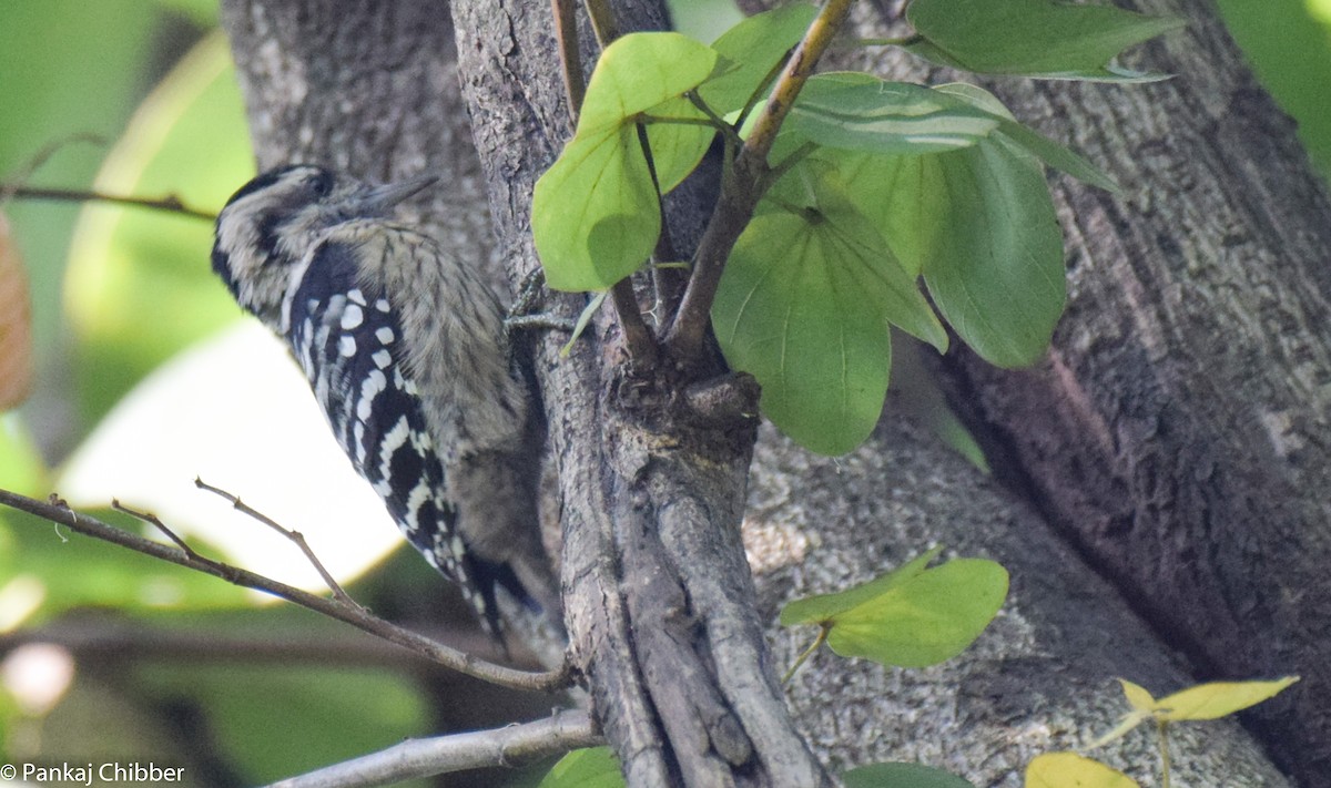 Gray-capped Pygmy Woodpecker - ML270359131