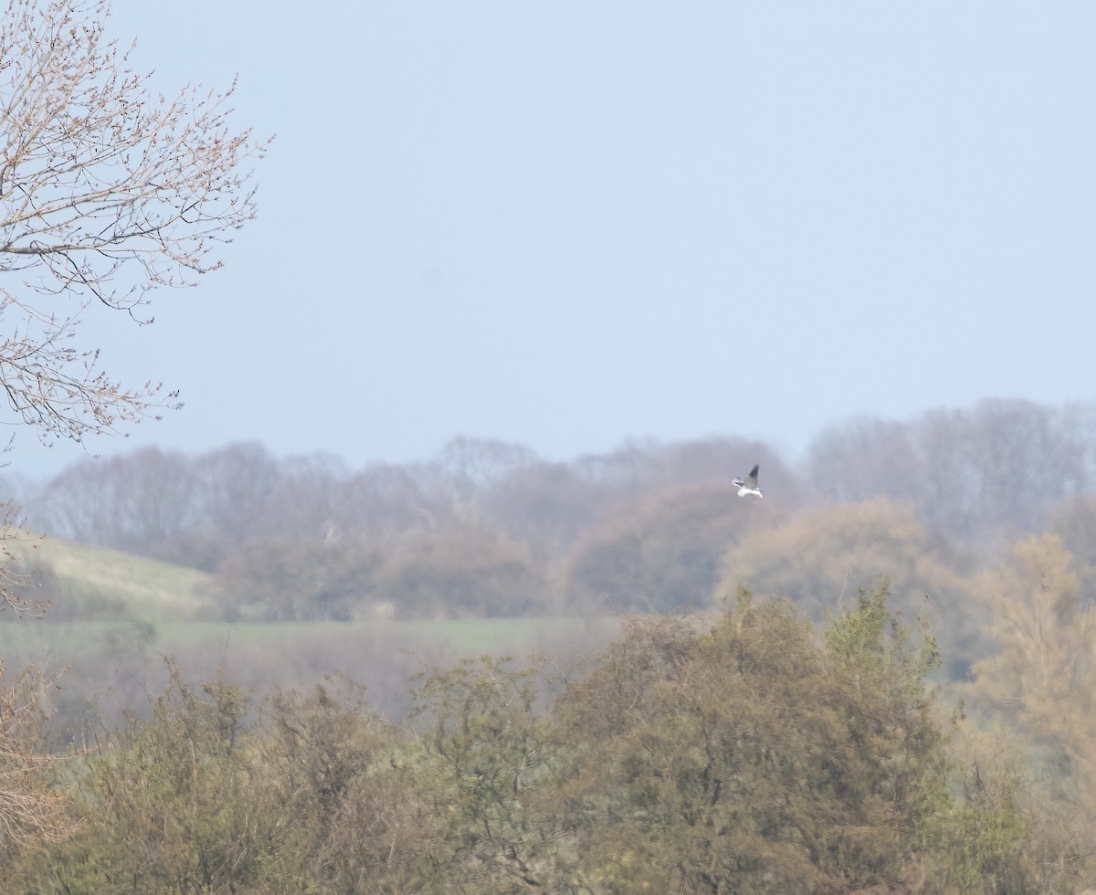 Black-winged Kite - Per Smith