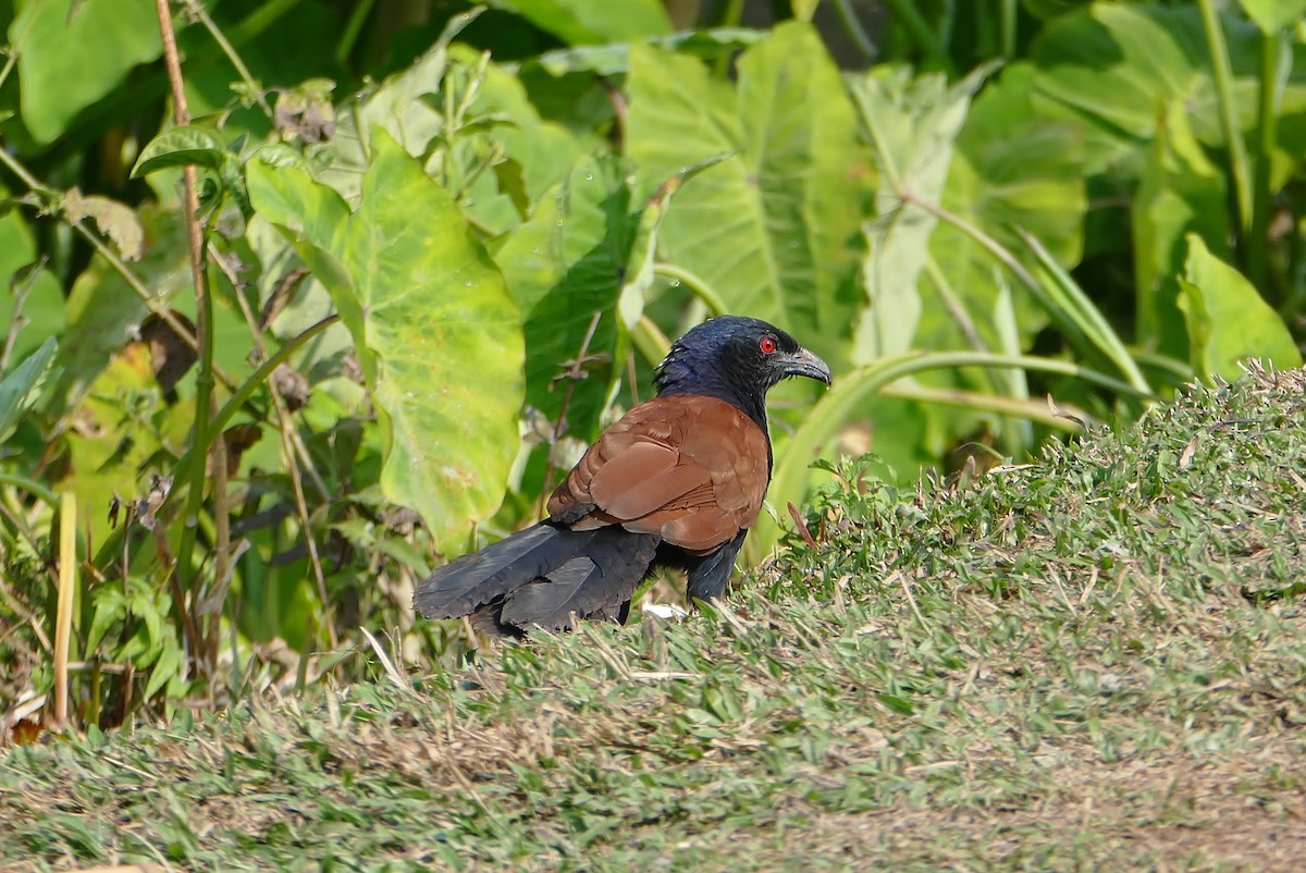 Greater Coucal - Matthew Crawford
