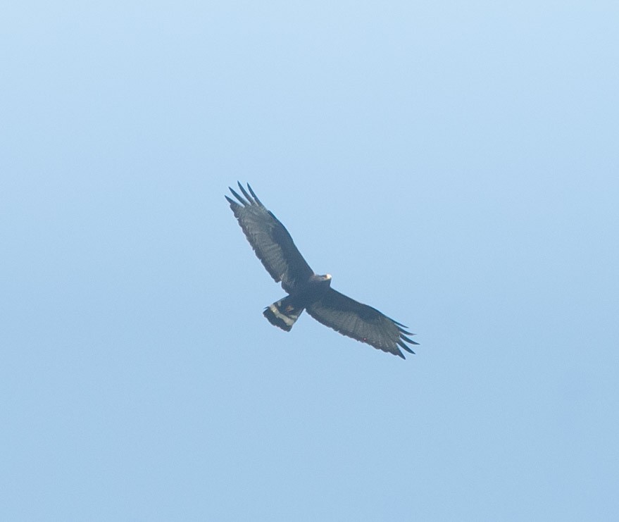 Zone-tailed Hawk - ML270366381