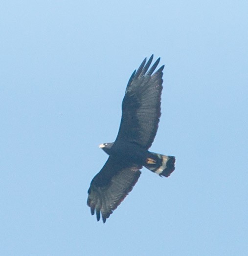 Zone-tailed Hawk - ML270366431