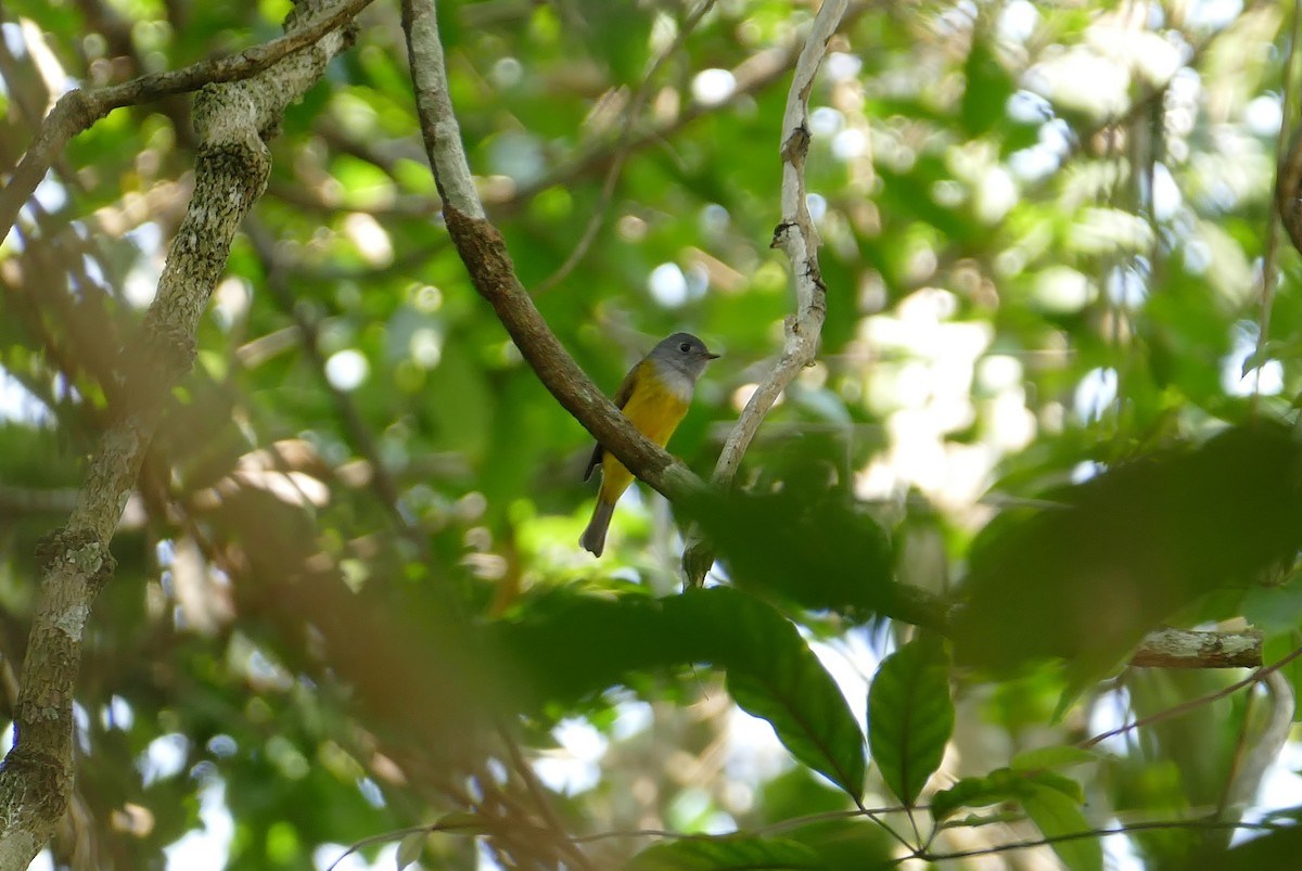 Gray-headed Canary-Flycatcher - ML27036841