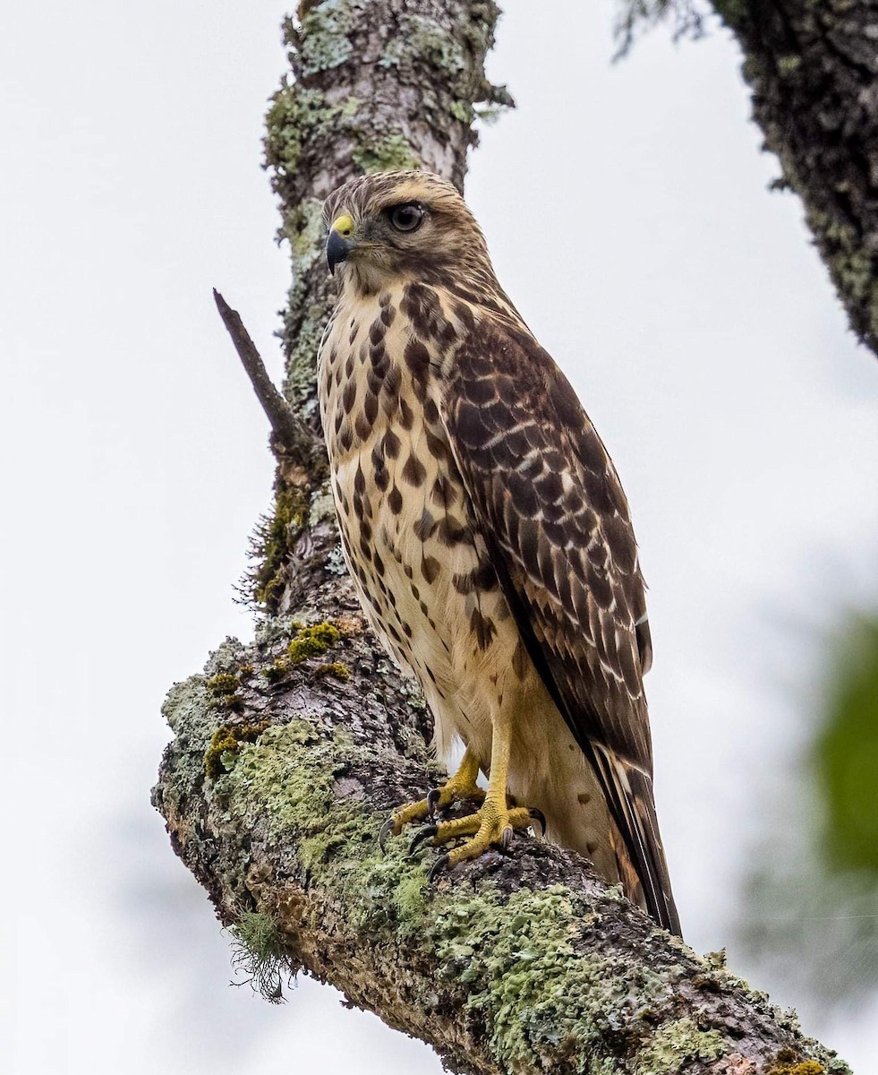 Red-shouldered Hawk (lineatus Group) - Cynthia King