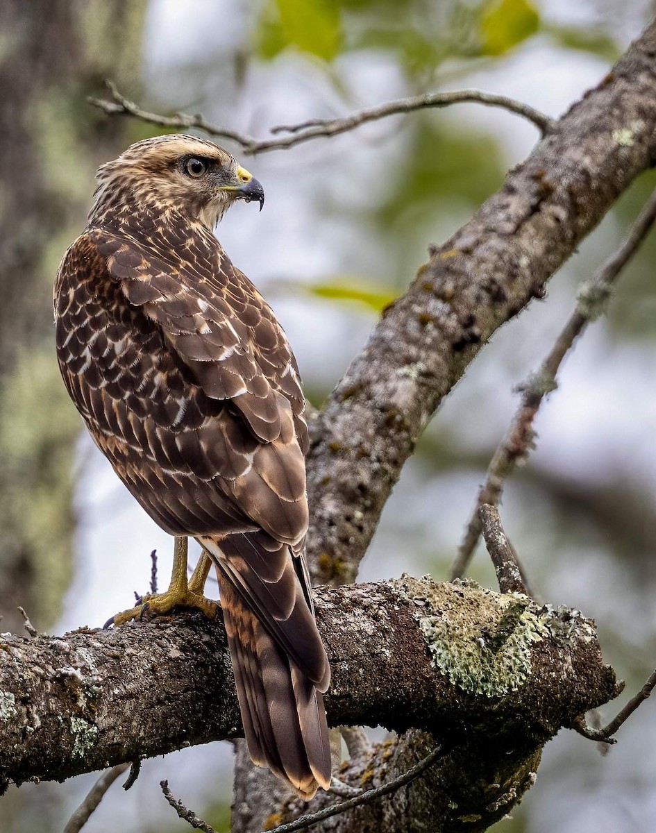 Red-shouldered Hawk (lineatus Group) - Cynthia King