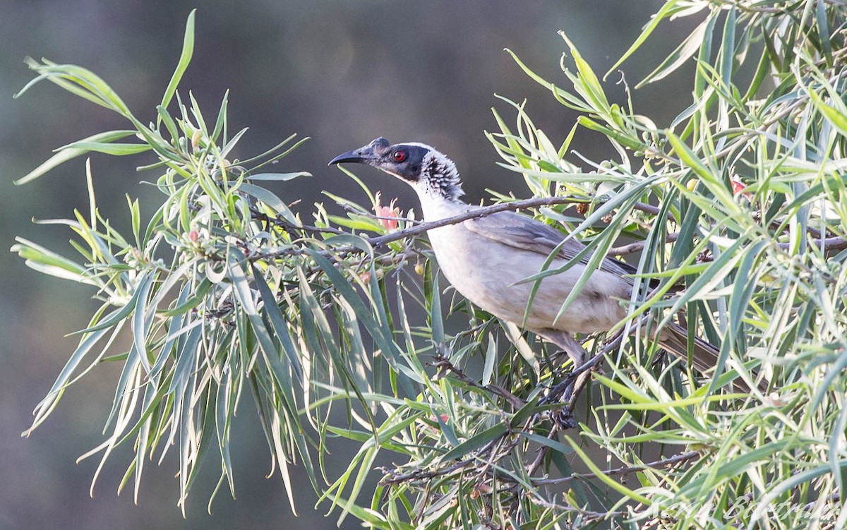 Silver-crowned Friarbird - ML270369681
