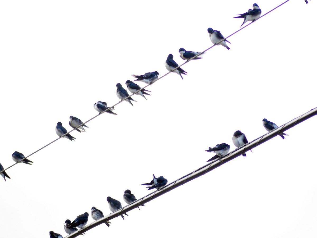 Tree Swallow - Jim Goehring