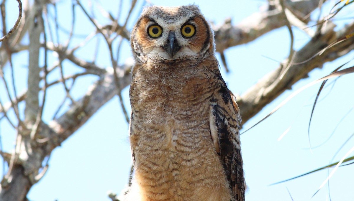 Great Horned Owl - ML27038251