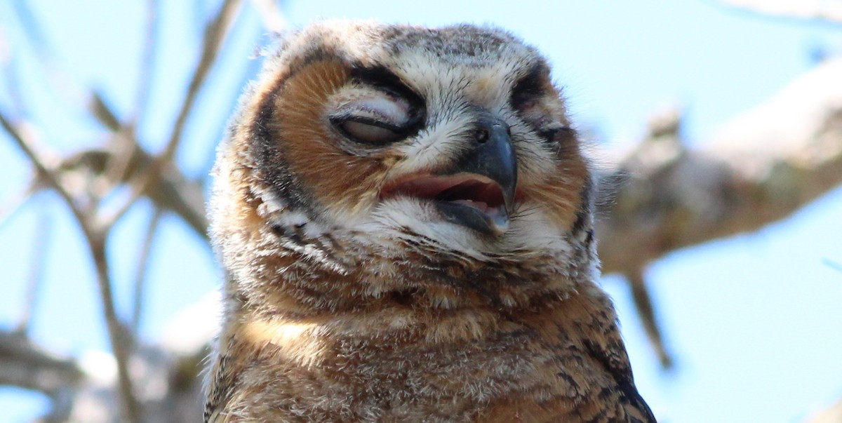 Great Horned Owl - ML27038291