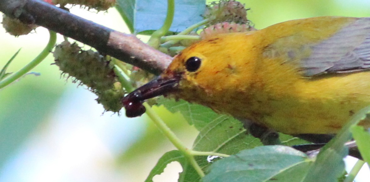 Prothonotary Warbler - ML27038441