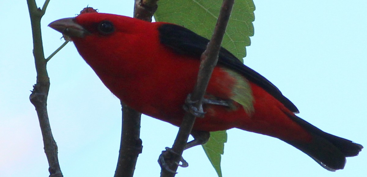 Scarlet Tanager - ML27038601