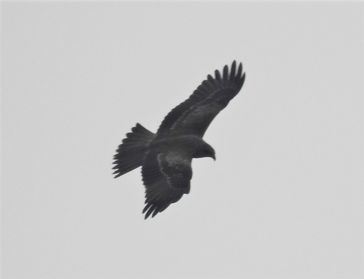 Indian Spotted Eagle - Vivek Chandran