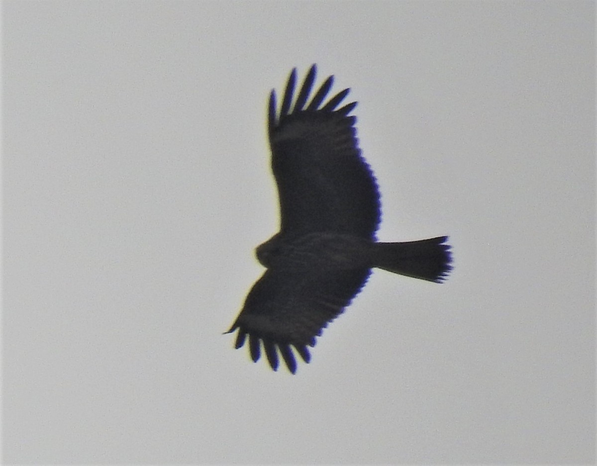 Indian Spotted Eagle - Vivek Chandran