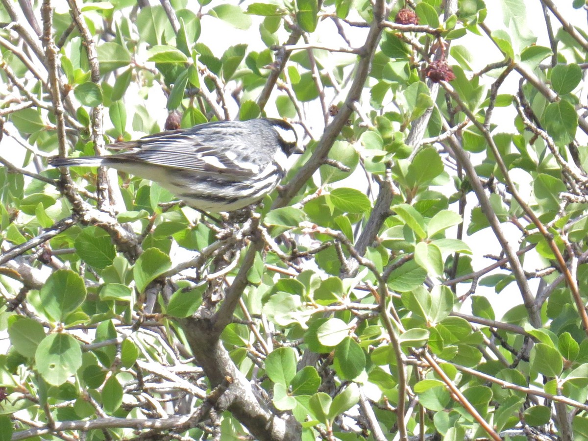 Black-throated Gray Warbler - Babs Buck