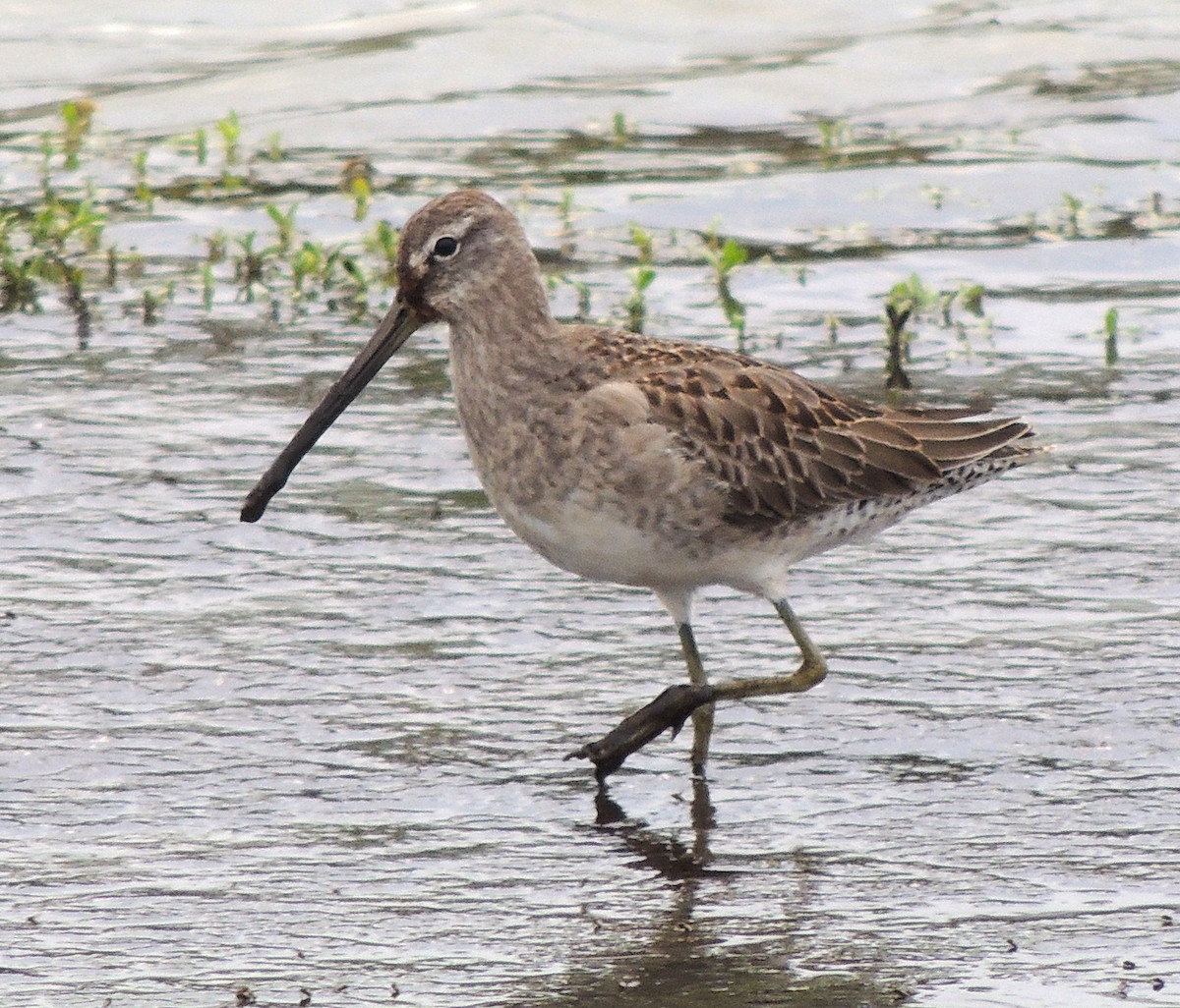 Long-billed Dowitcher - Anita Gould