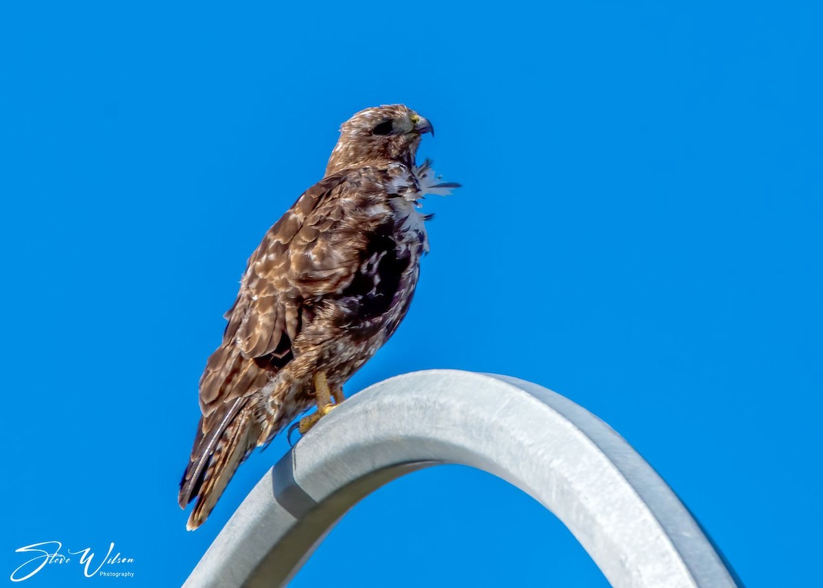 Red-tailed Hawk - ML270402961