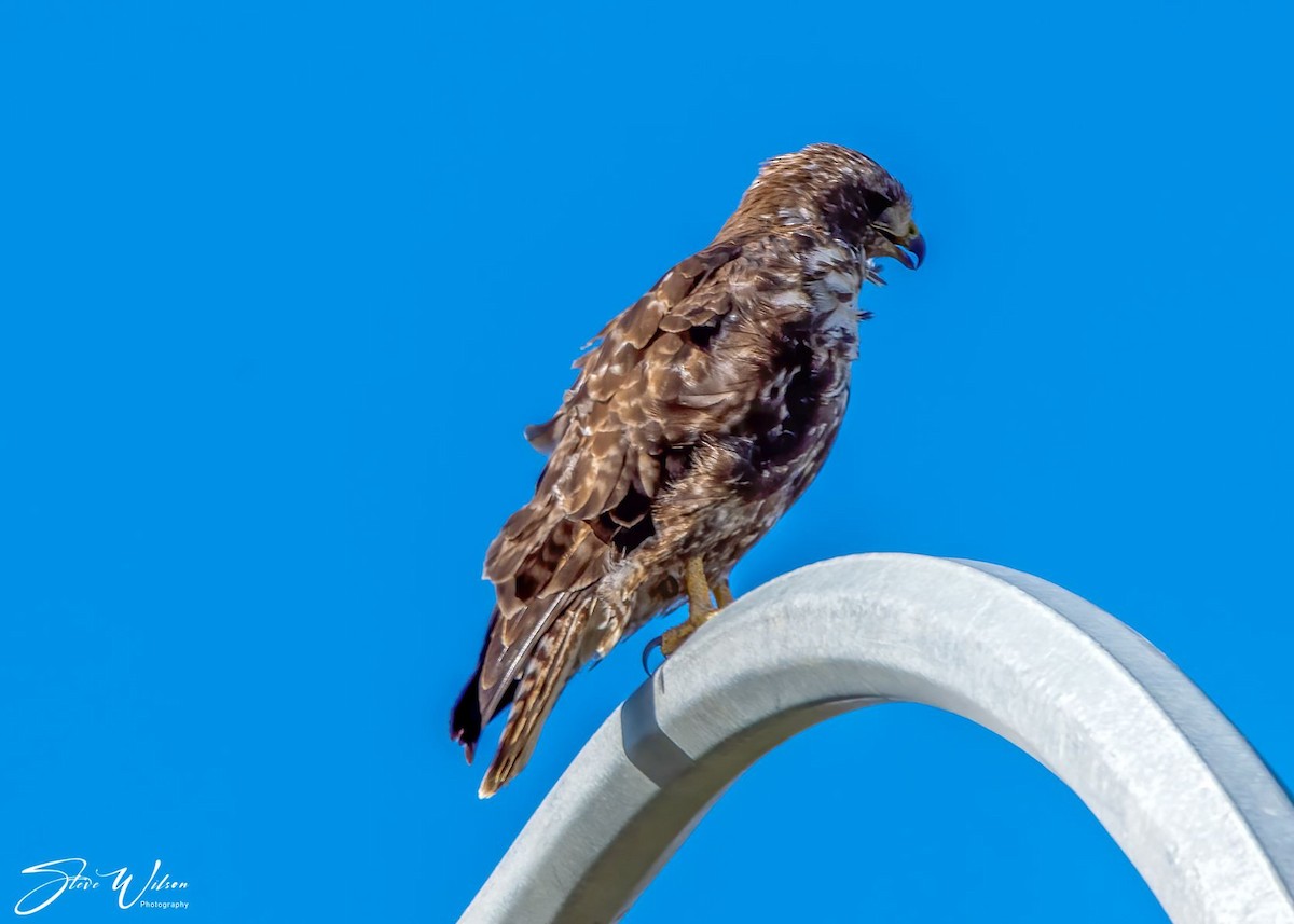 Red-tailed Hawk - ML270402971