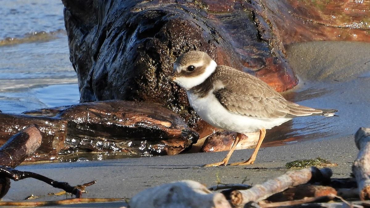 Common Ringed Plover - Andy  Woodward