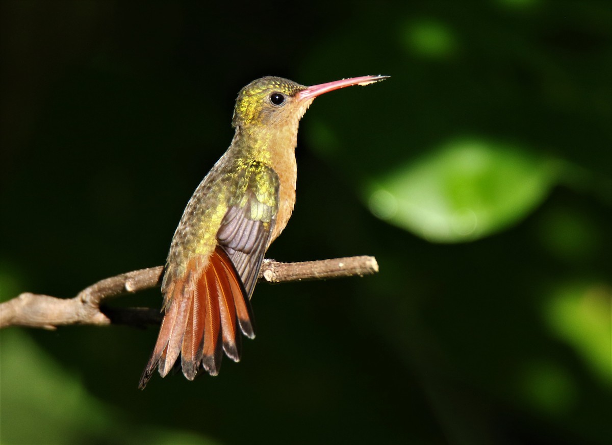 Cinnamon Hummingbird - Josue  de León Lux (Birding Guide) josuedeleonlux@gmail.com +502 3068 8988