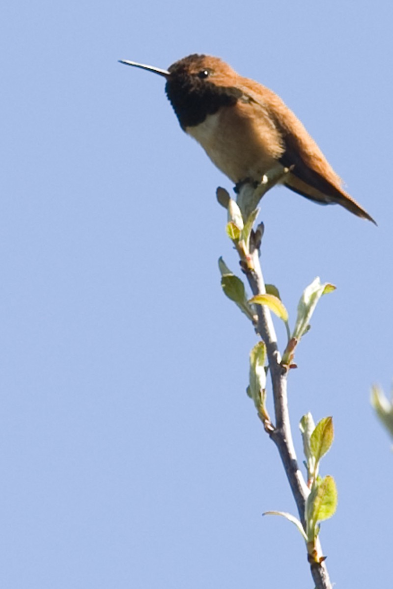 Rufous Hummingbird - ML27042841