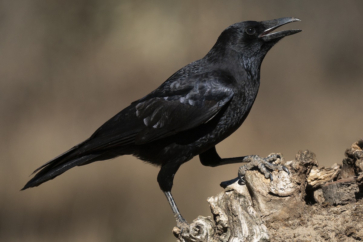 Carrion Crow - Miguel Rouco