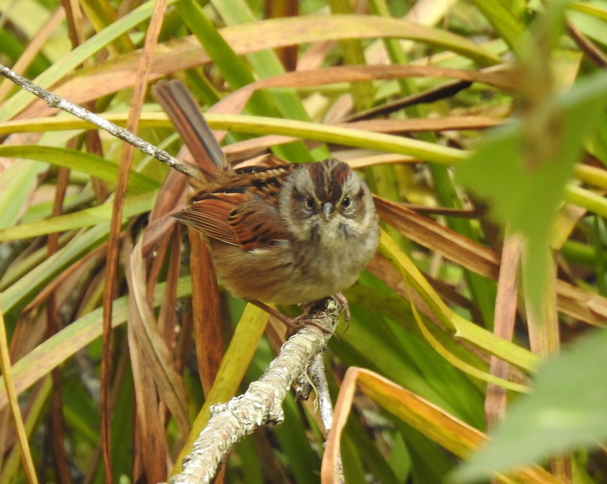 Swamp Sparrow - ML270439501