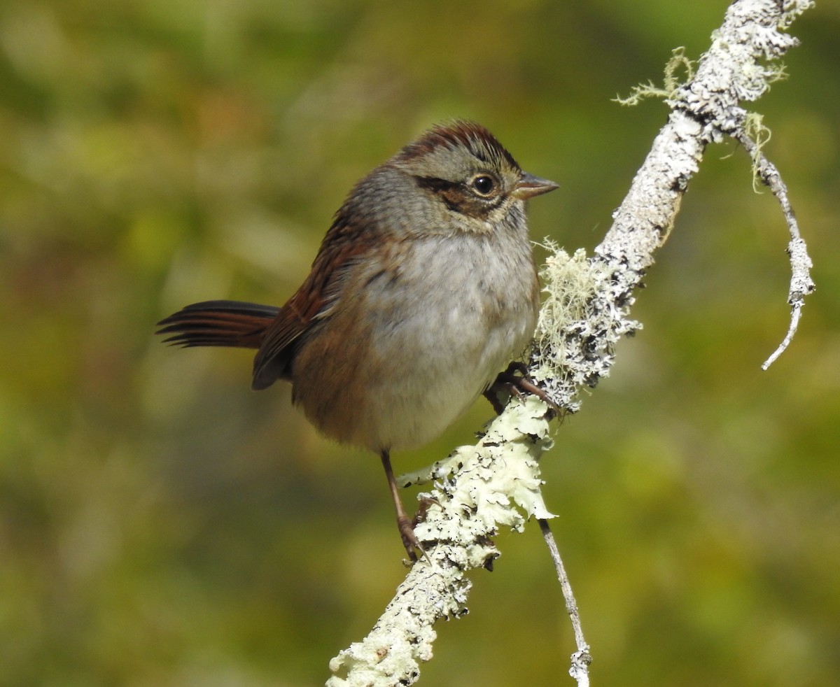 Swamp Sparrow - ML270439521