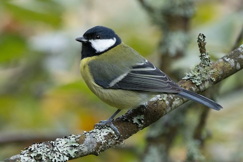 Martin's Birdwatch - Great Tit The Great Tit (Parus major) is a